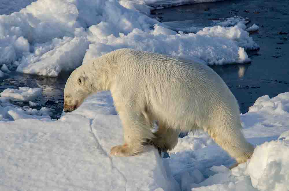 Oso Polar - islas Svalbard - Noruega 11.jpg